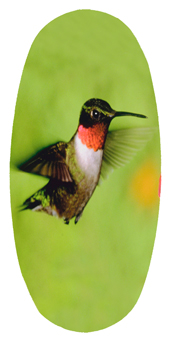DASOV 027 Humming Bird 1